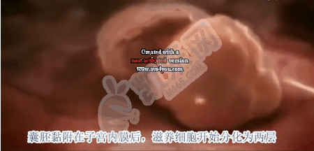 囊胚移植着床全过程图与详细步骤讲解(图2)