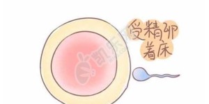 鲜胚和囊胚哪个着床快