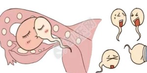 一个卵巢还能做试管婴儿吗？会影响成功率吗