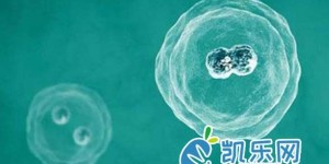 白带清洁度3做人授成功率如何?