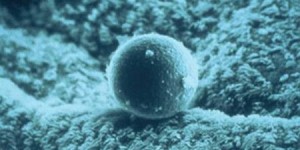 2022上海妇幼试管婴儿成功率高吗？试管费用正式公布！