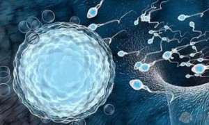 最新上海试管婴儿医院排名前十排行榜，附2022试管费用与成功率介绍