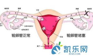 高龄孕妇做试管婴儿前为什么要验血激素？