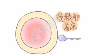 鲜胚和囊胚哪个着床快