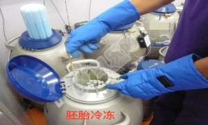 试管移植冷胚成功经验有哪些？附冷胚成功与失败的两大表现。