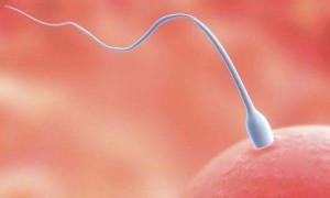 供精人工授精知识科普：使用他人精子成功受孕