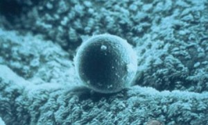 上海三代试管婴儿医院成功率排名榜，附试管助孕医院名单！